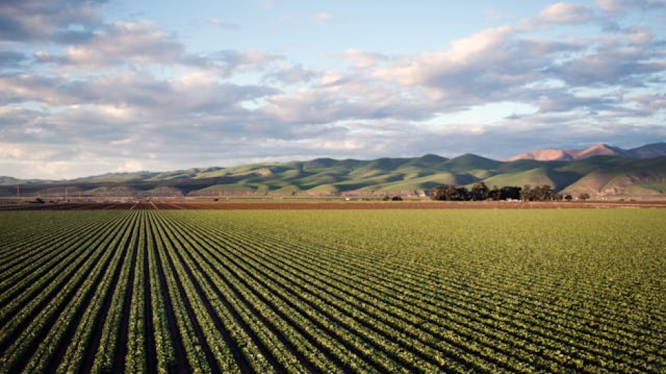 Giovani e agricoltura, nuovo bando regionale per favorire l'insediamento
